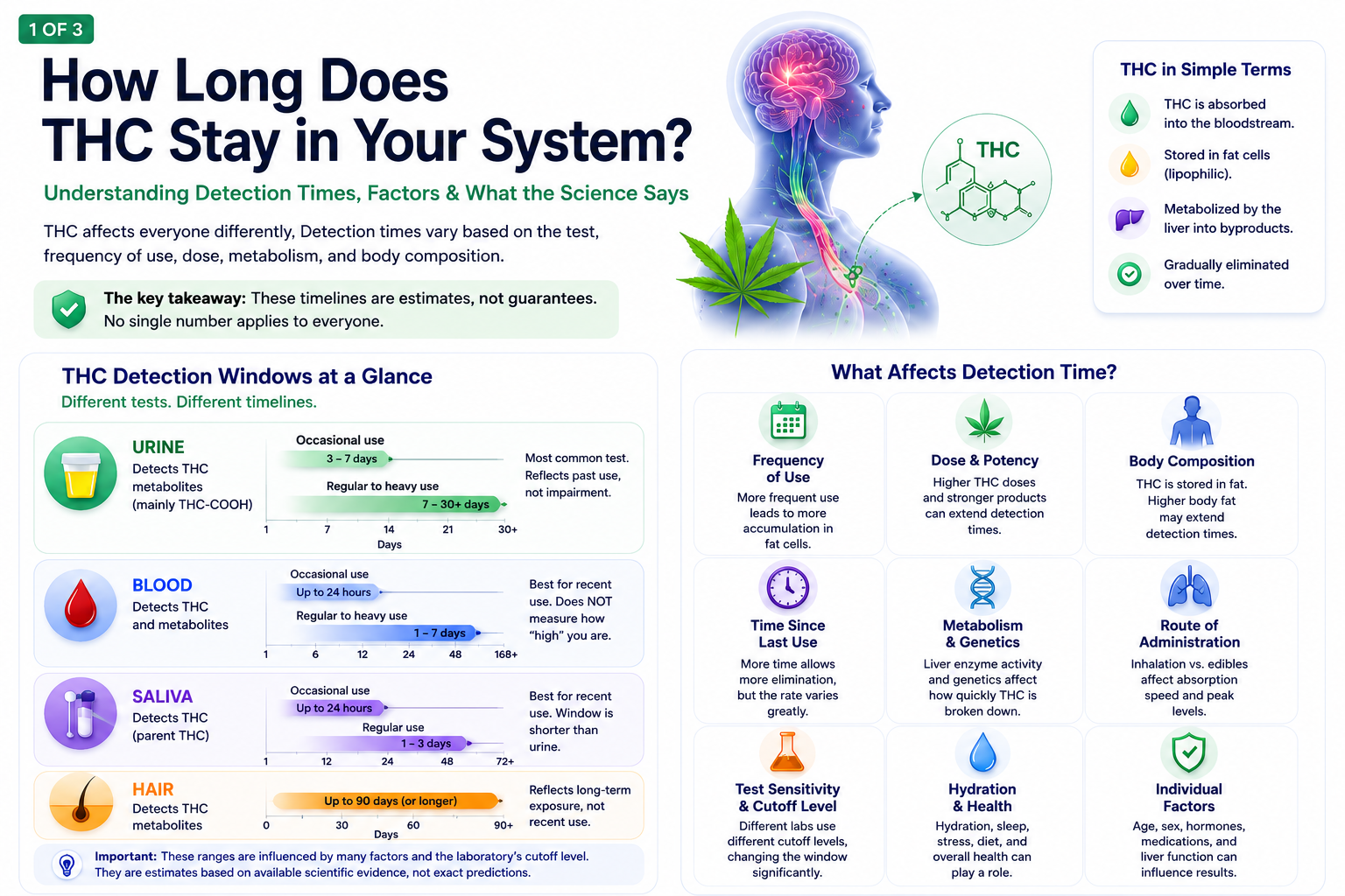THC detection timeline infographic comparing urine, blood, saliva, and hair testing windows and summarizing the main factors that affect how long THC stays detectable.