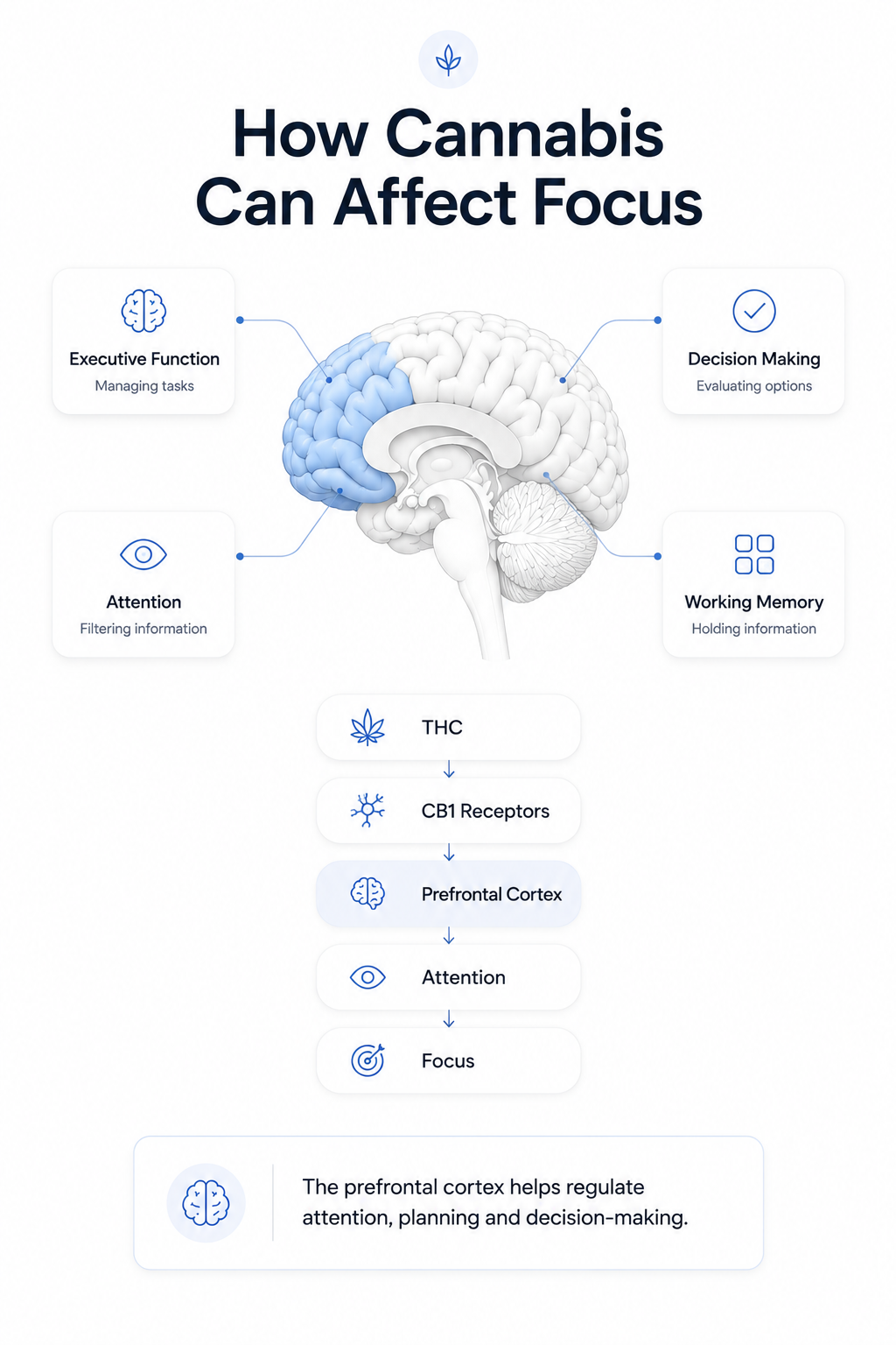 Infographic explaining how cannabis can affect focus through executive function, attention, decision making, working memory, THC, CB1 receptors, and the prefrontal cortex.