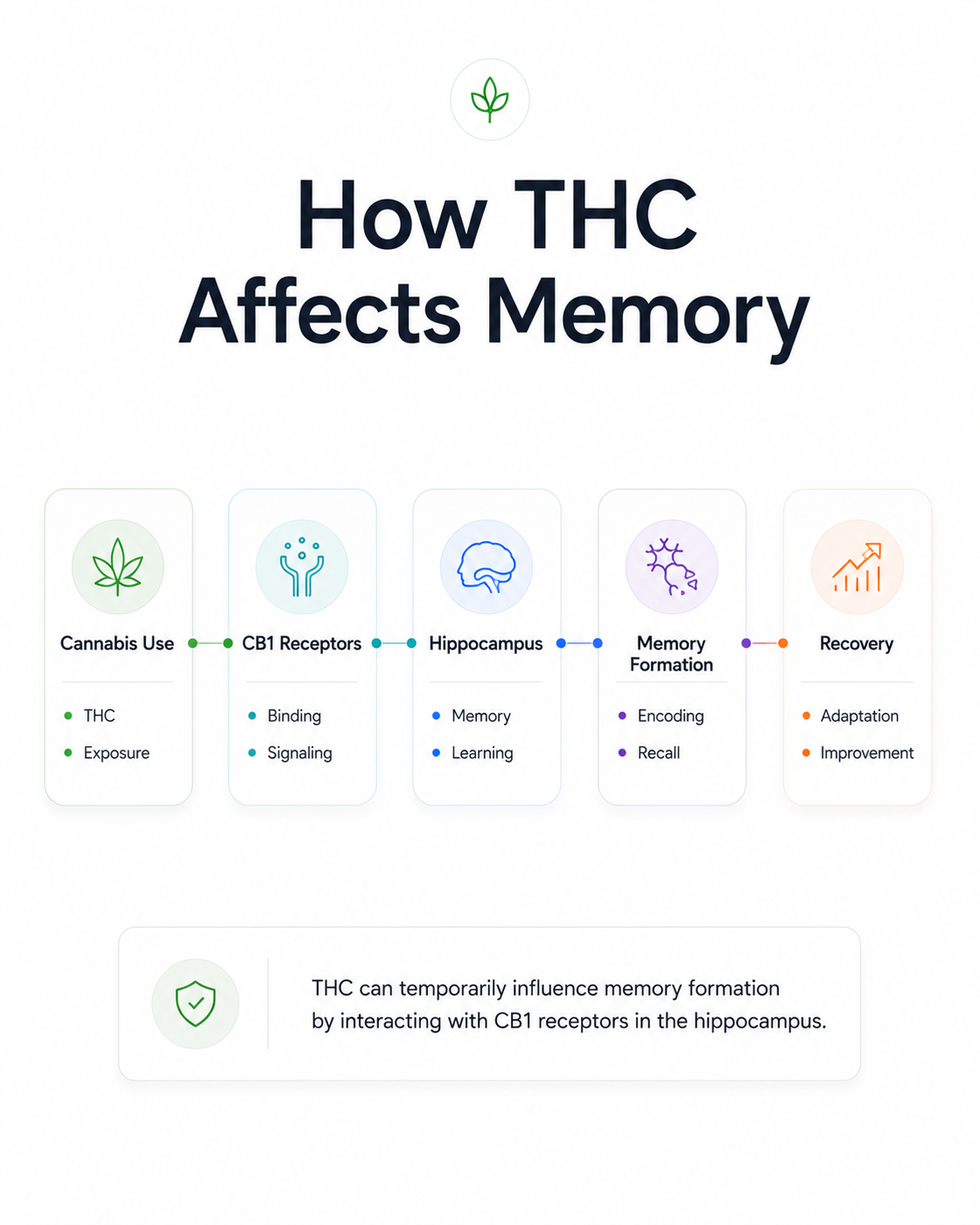 Infographic explaining how THC affects memory through cannabis use, CB1 receptors, the hippocampus, memory formation, and recovery.