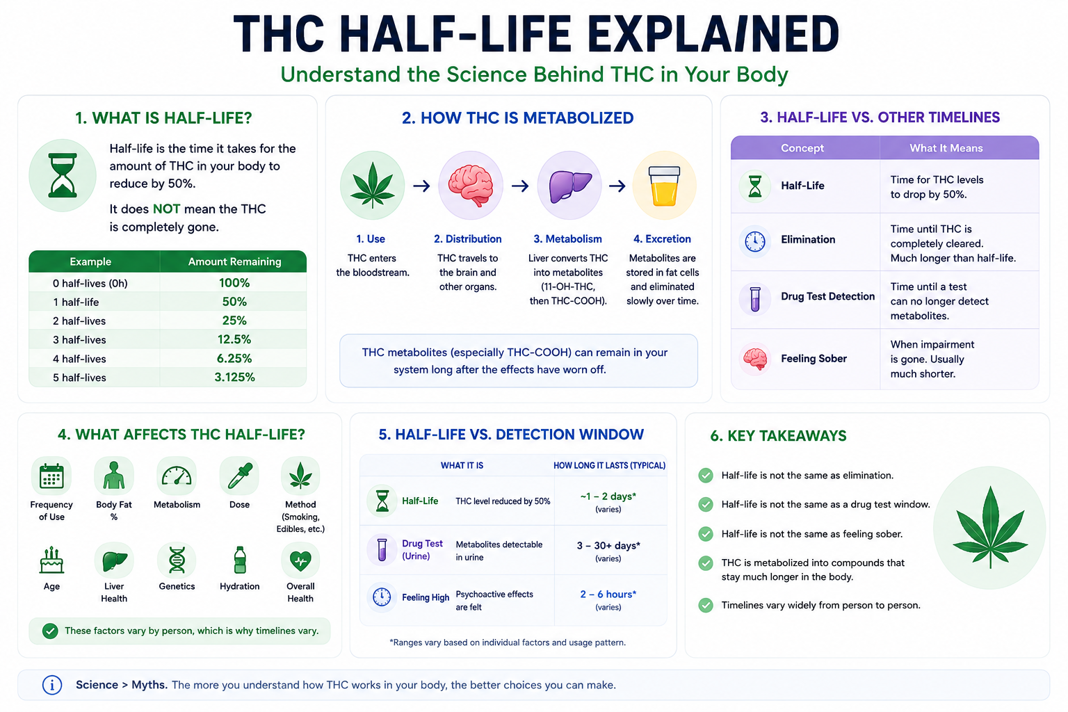 THC half-life explained infographic covering what half-life means, how THC is metabolized, how it differs from elimination and drug testing, and what factors influence it.