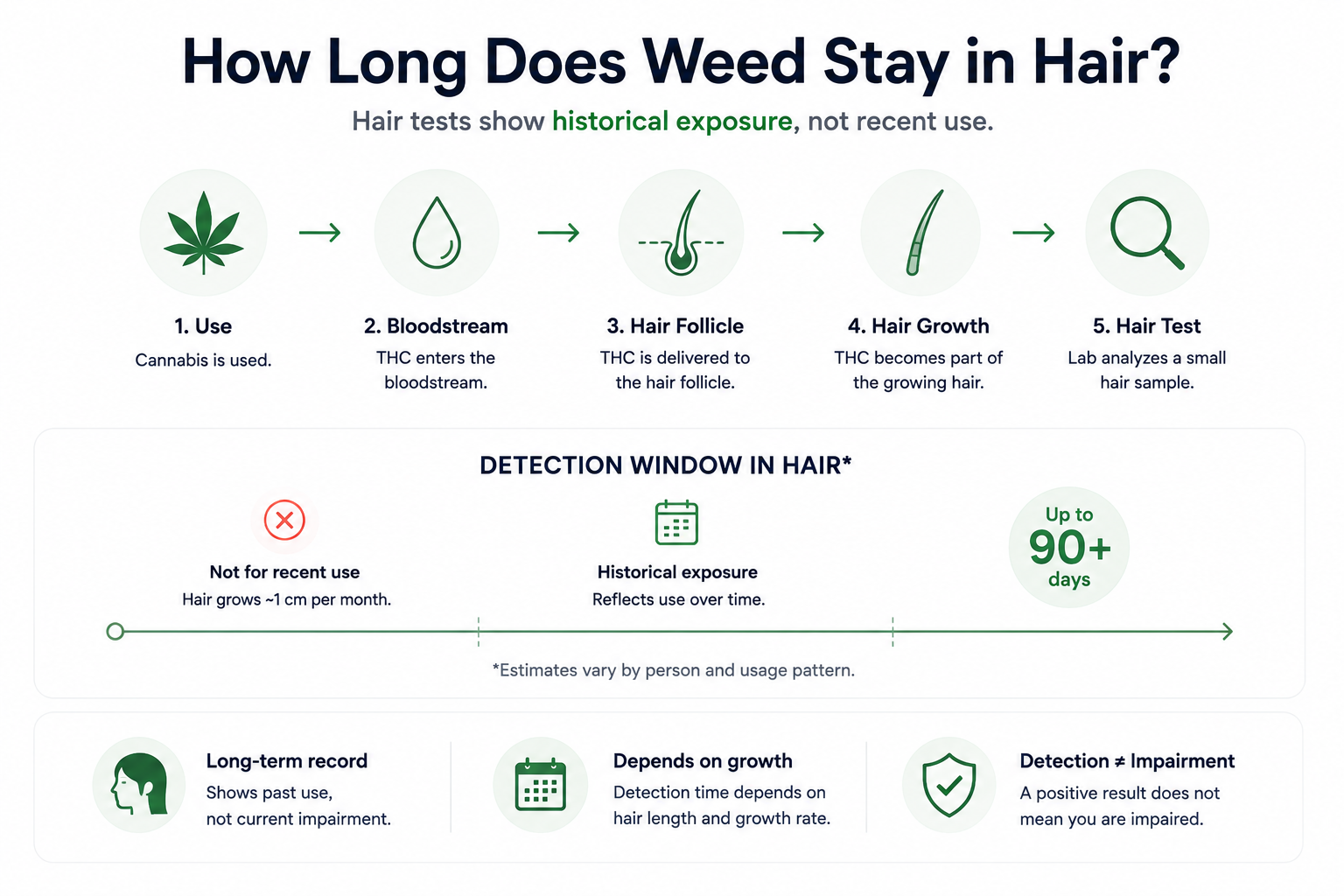 Infographic explaining how long weed stays in hair, showing cannabis use, bloodstream, hair follicle, hair growth, hair testing, historical exposure, and why detection does not equal impairment.