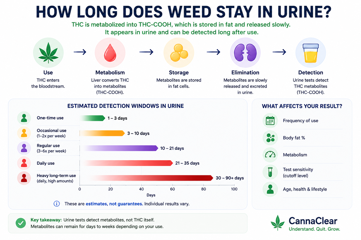 Infographic explaining how long weed stays in urine, from metabolism to storage, elimination, and estimated detection windows by use pattern.